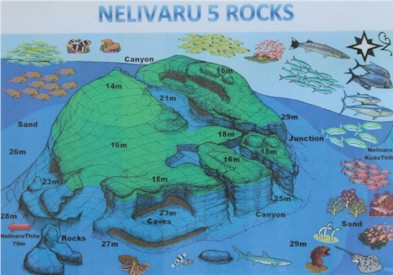 Nelivaru Haa